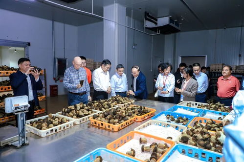 以菌為媒，共繪藍(lán)圖 2025國際黑牛肝菌技術(shù)創(chuàng)新大會在西雙版納成功舉辦